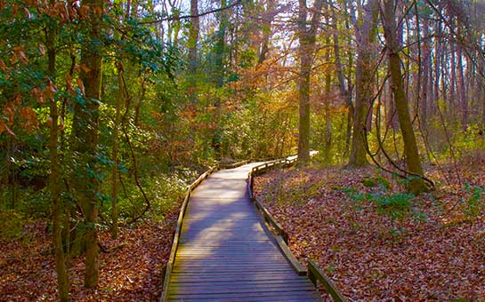 Seguro de viaje al parque nacional Congaree